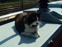 Cat on a Hot Tin Roof - Tiddles checks our work on APT-P roof