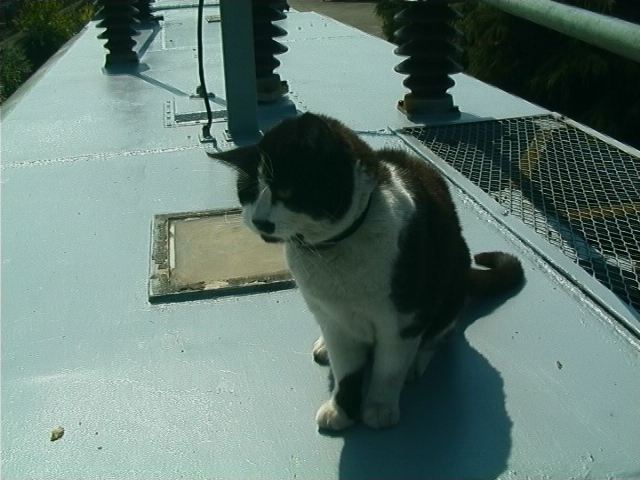 Cat on a Hot Tin Roof - Tiddles checks our work on APT-P roof