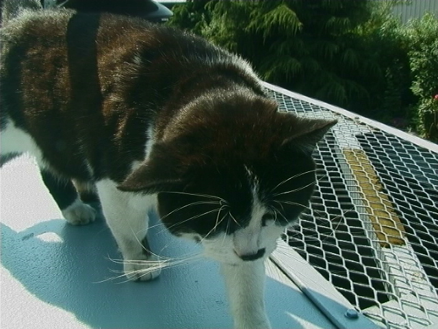 Cat on a Hot Tin Roof - Tiddles checks our work on APT-P roof