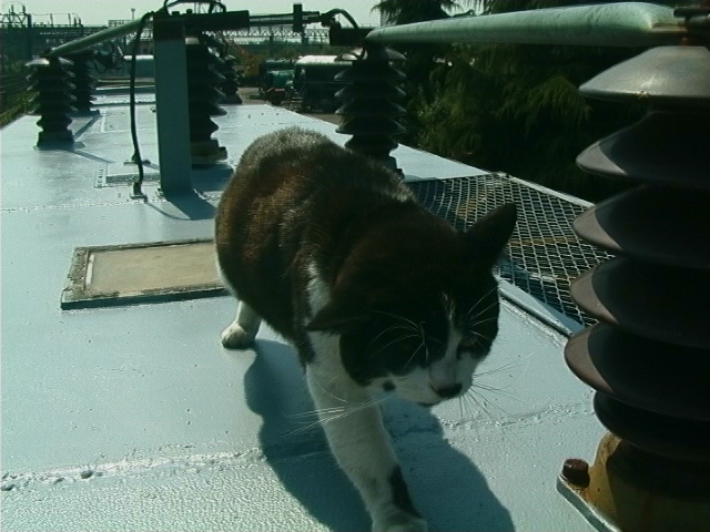 Cat on a Hot Tin Roof - Tiddles checks our work on APT-P roof